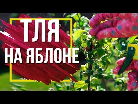 Видео: Как лечить яблоневую мошку