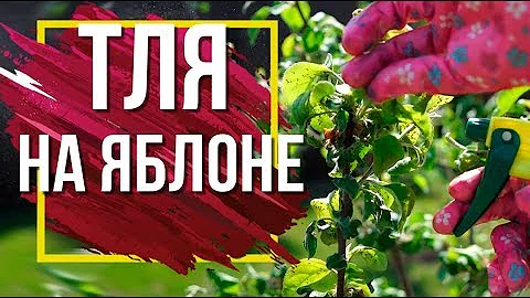 СРОЧНО! Если Тля и Муравьи Атакуют Яблоню 🍏 Что делать с Вредителями Плодовых Деревьев сад