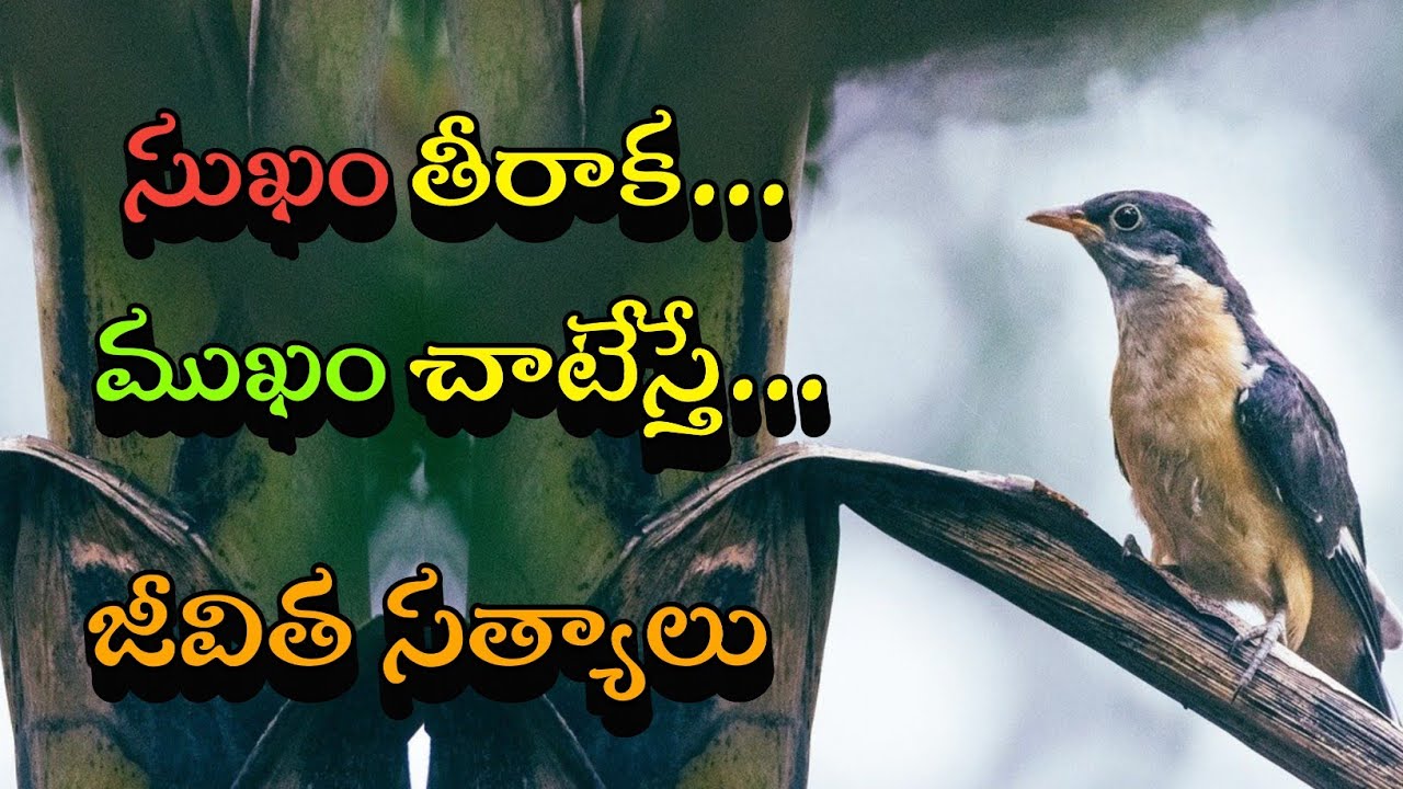 జీవిత సత్యాలు #376 |మంచి మాటలు|Inspirational quotes|Motivational quotes|సూక్తులు|Telugu quotes
