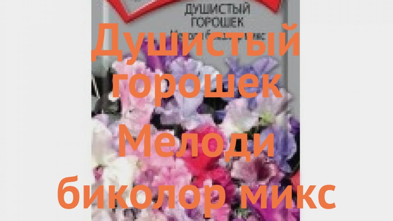 Горох душистый Мелоди биколор микс 🌿 обзор: как сажать, семена гороха ...