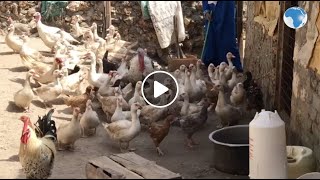 Young farmer in Kilifi encourages Youths to take up farming as she reaps big from her Duck business