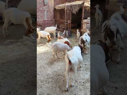 مميزات الماعز البور والماعز الشامي