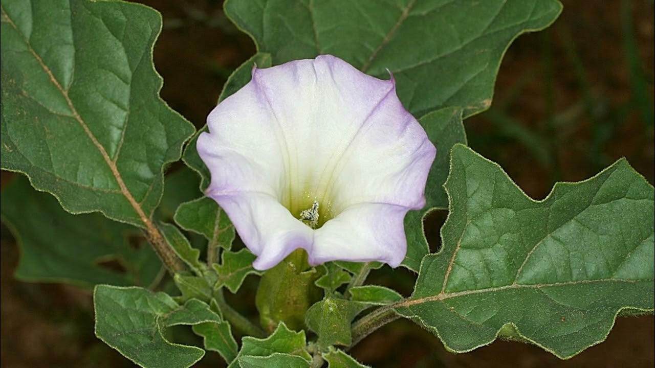 Дурман обыкновенный цветок. Дурман обыкновенный (datura stramonium). Дурман датура страмониум. Бругмансия белоснежная. Дурман обыкновенный ядовитое растение.