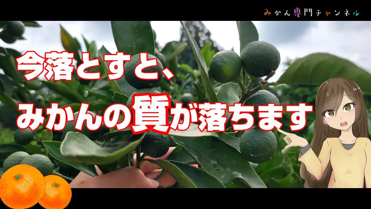 Late June] Mandarin Fruit Thinning: Fruits You Must Not Drop Right