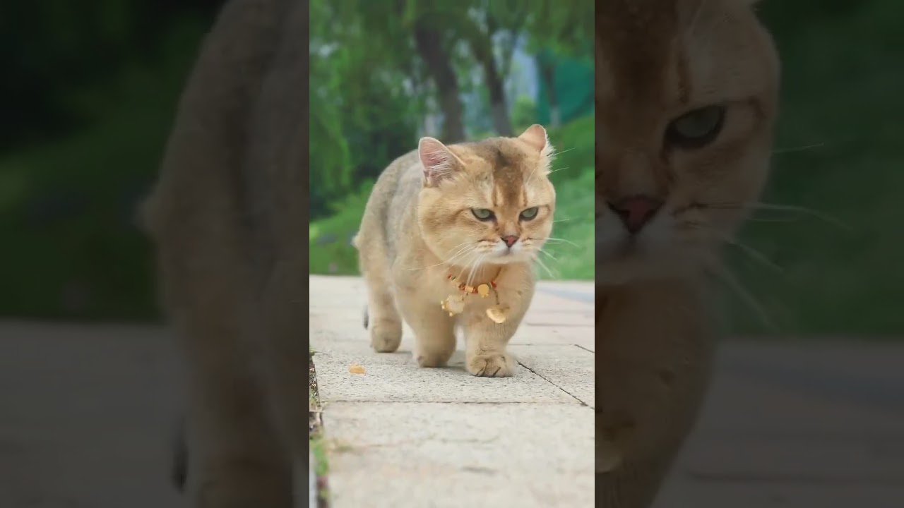 "Meowfia on the Move: The Gangsta Cat Strut!" 