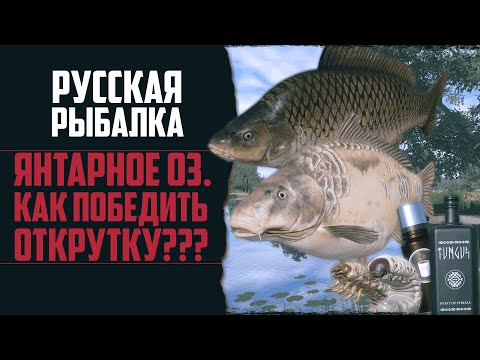 Видео: Раздача Трофейных Карпов | Янтарное Озеро | Турниры для Подписчиков 🔴 Прокачка Аккаунта #41