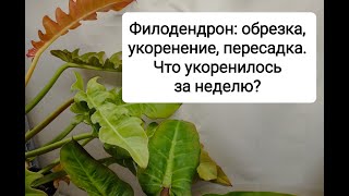 Филодендрон: обрезка, укоренение, пересадка. Что укоренилось за неделю?