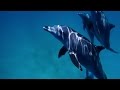 GoPro Hero 3+: swimming with dolphins - Kenia underwater - Full HD