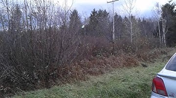 Browning bps vs beneli nova