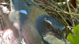 Eastern bluebird in nest with bird babies