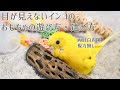 目が見えないセキセイインコのおもちゃの遊び方 選び方 How to play blind budgerigar toys