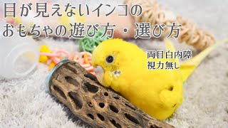 目が見えないセキセイインコのおもちゃの遊び方 選び方 How to play blind budgerigar toys