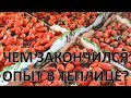 Алба, 6 тонн с 12 соток. Результаты опыта на клубнике в теплице. Михаил Острохишко