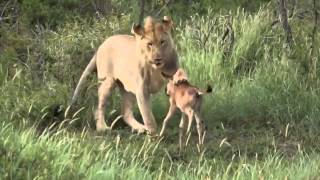Lion defends calf's life from another lion