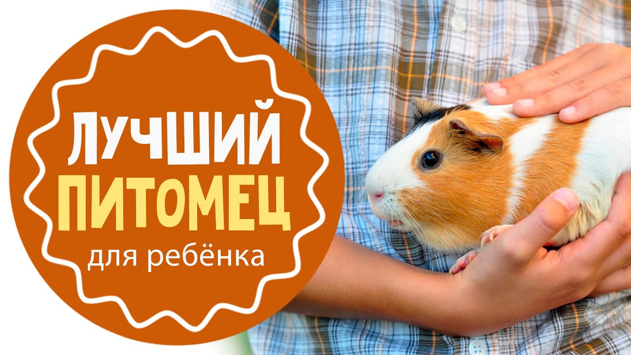 домашние животные дешево