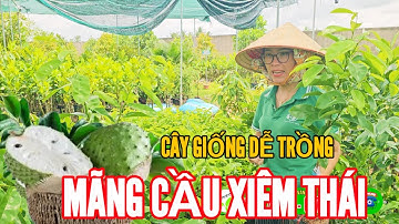 Mãng Cầu Xiêm Thái, cây giống dễ trồng, kinh tế cao