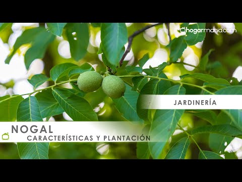 Video: Nogal: características de cultivo