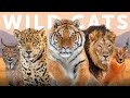 All 40 species of wild cat organised by lineage