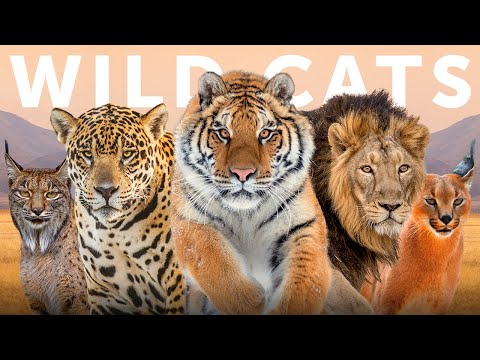 Video: The biggest wild cat in the world: description, habitat, features, sizes, photos