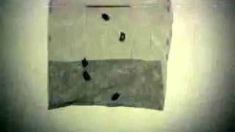 Bat Netting In Action