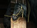 I own a freaking Friesian x Morgan😝