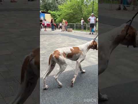 Английский Пойнтер!!!!!