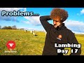 HOW DID THIS HAPPEN?  |  Vlog 17 - Lambing 2021