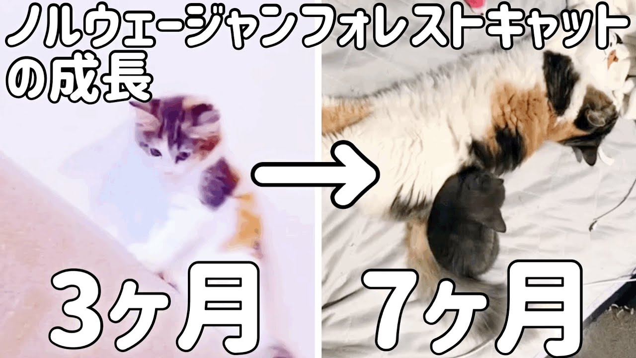ノルウェージャンフォレストキャットの成長。Norwegian Forest Cat growth. YouTube