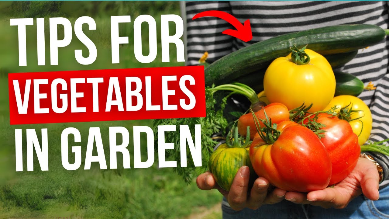 Essential Tips for Successful Vegetable Gardening | Amazing Garden ...