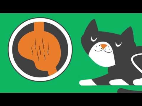 Video: Why Cats Have Hair