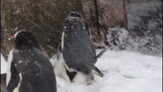 Gentoo penguin mating