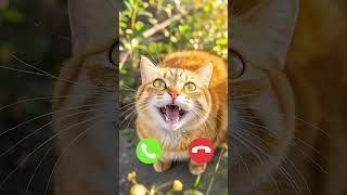 incollng call 🤙
