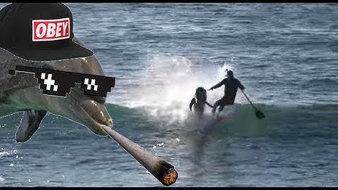Thug Life Dolphin - Paddle Boarder SMASHED