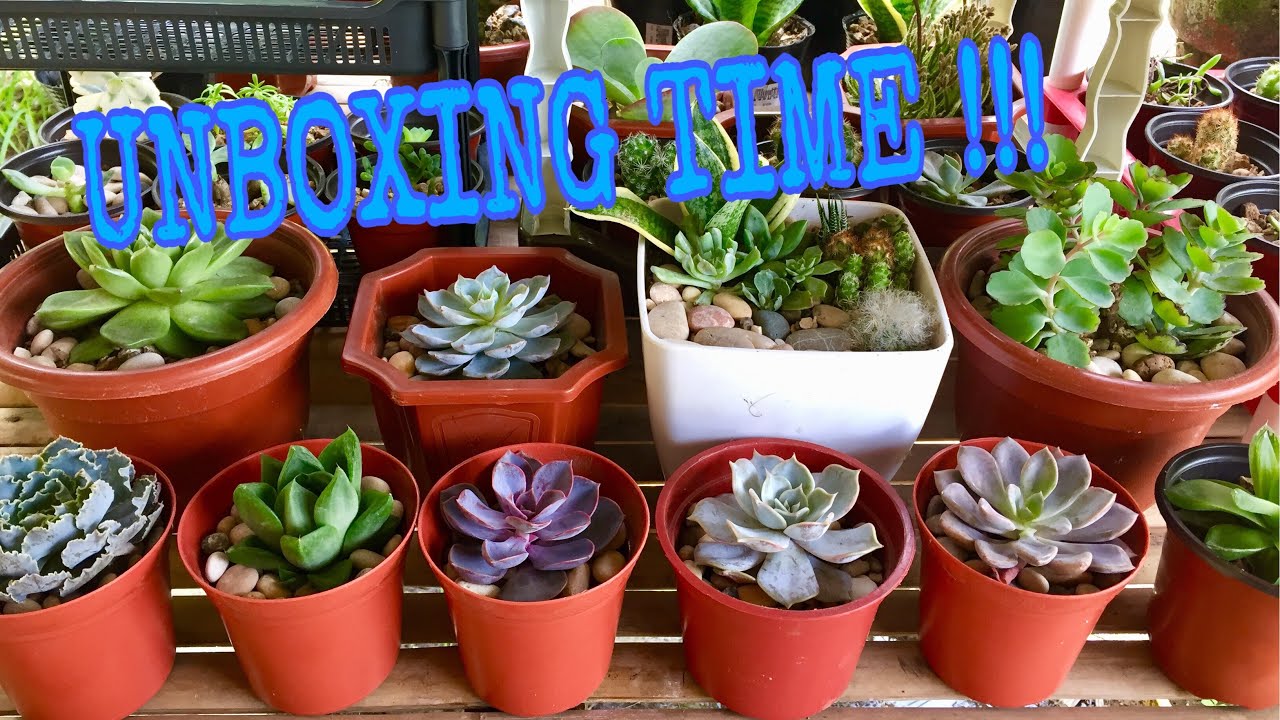 UNBOXING - RARE SUCCULENTS FROM “HERLET’S SUCCULENTS & CACTI AFFORDABLE