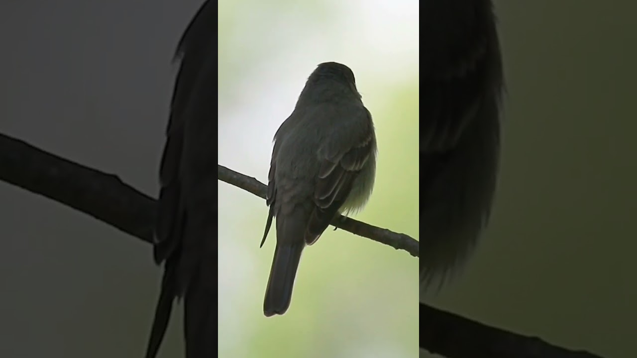 Eastern Wood Pewee