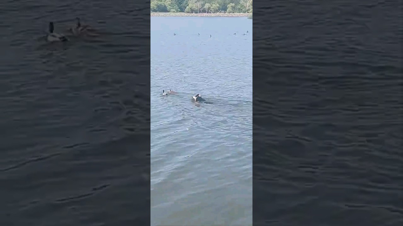 German Shepherd swimming with ducks