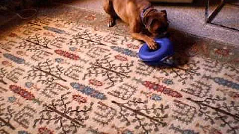 Watch the video about Romeo, Savannah Bengal cat mix, and Daisy, Boxer dog play with kitty toy.