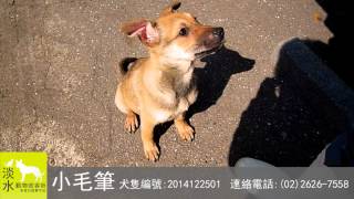 2013122501小毛筆-淡水動物收容所