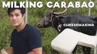 Erwan Makes Kesong Puti and Milks a Carabao (Water Buffalo)