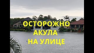 АКУЛА НА ЗАТОПЛЕННОЙ УЛИЦЕ ЛИВНИ В АВСТРАЛИИ МАТУШКА ПРИРОДА ТУШИТ ПОЖАРЫ