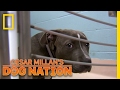 Comforting a Scared Dog | Cesar Millan's Dog Nation Comforting a Scared Dog | Cesar Millan's Dog Nation