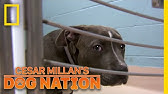 Cesar Millan - How to handle a dog fight #3 - YouTube