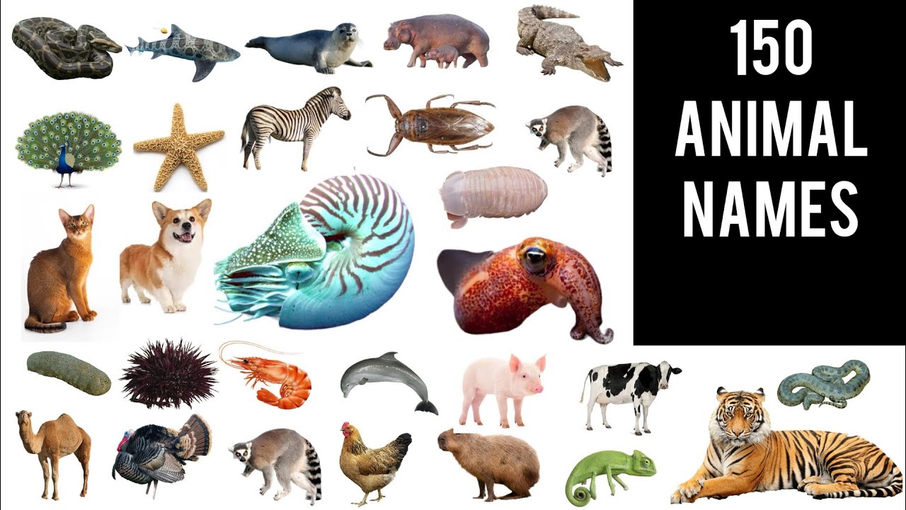 Names of ANIMALS in English with pictures || 150 animals vocabulary ...