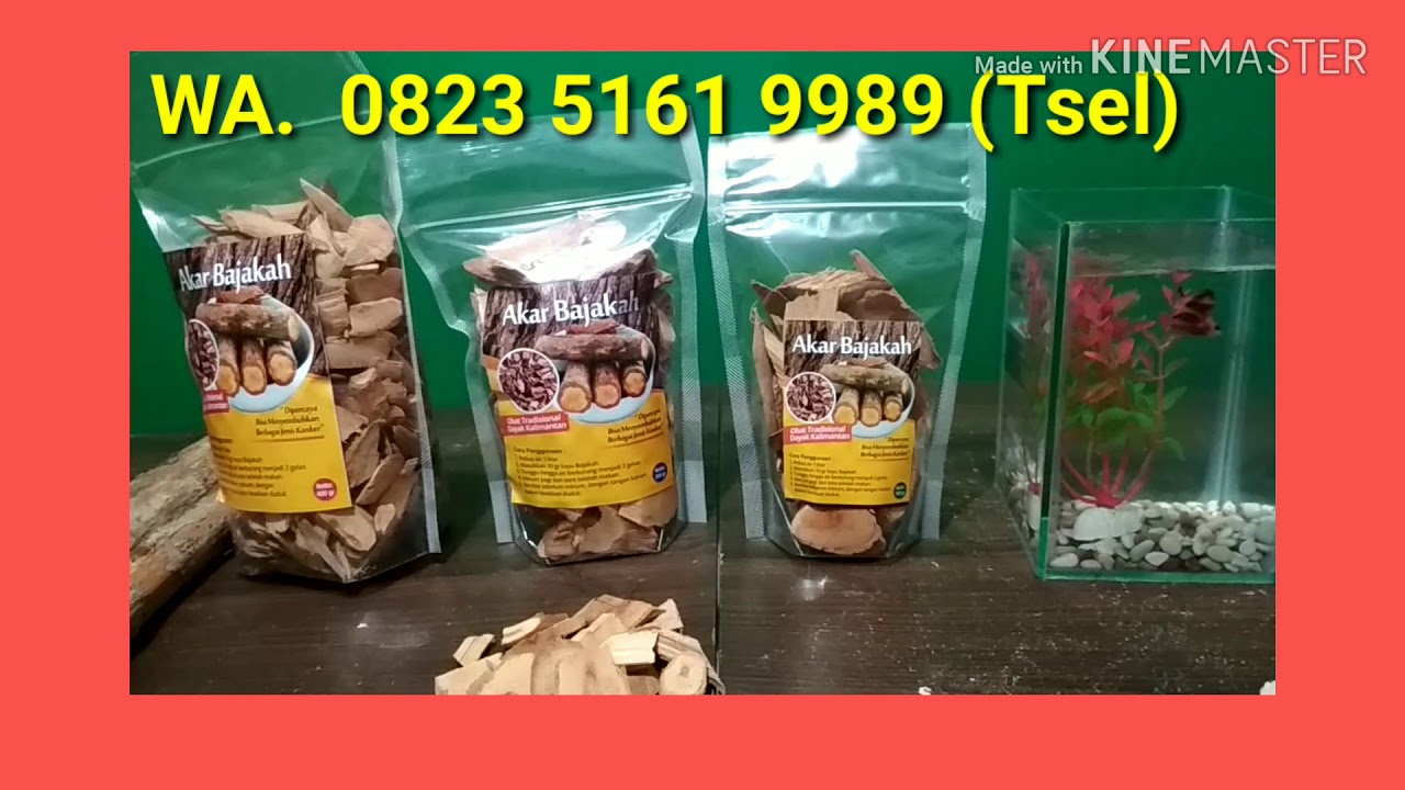 WA. 0823 5161 9989 Jual Akar Bajakah Asli Kalimantan, Jual Kayu Bajakah