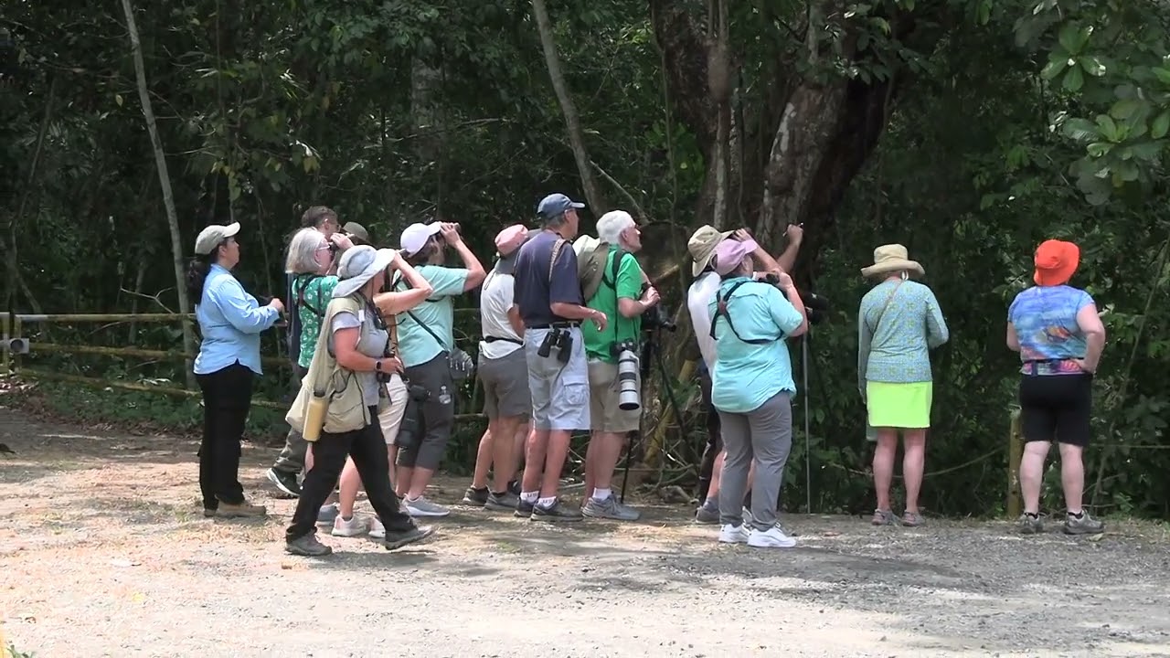 Carefree Birding Panama March 2024