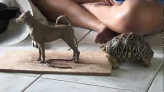 'Spot the Dog' - Clay Sculpture Step by Step - K. Barton, artist by KhwanBarton 29,967 views 11 years ago 3 minutes, 28 seconds