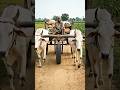 गाँव का अनोखा बैलगाड़ी जुगाड़ 😱🐂 | Desi Farming Innovation #Shorts