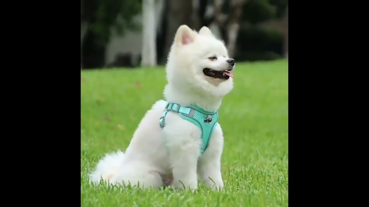 Pet Reflective Adjustable Harness Dog Breathable Mesh Harness And Leash Set  