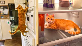 Don't Get Ginger Cat Until You Watch This! | Reasons Not To Get An Orange Cat
