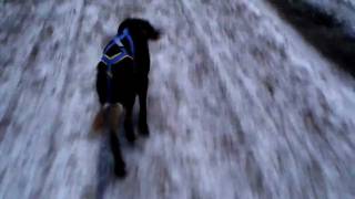 Dogscootering Rollertour Mit Jagdhund Durch Den Winterwald